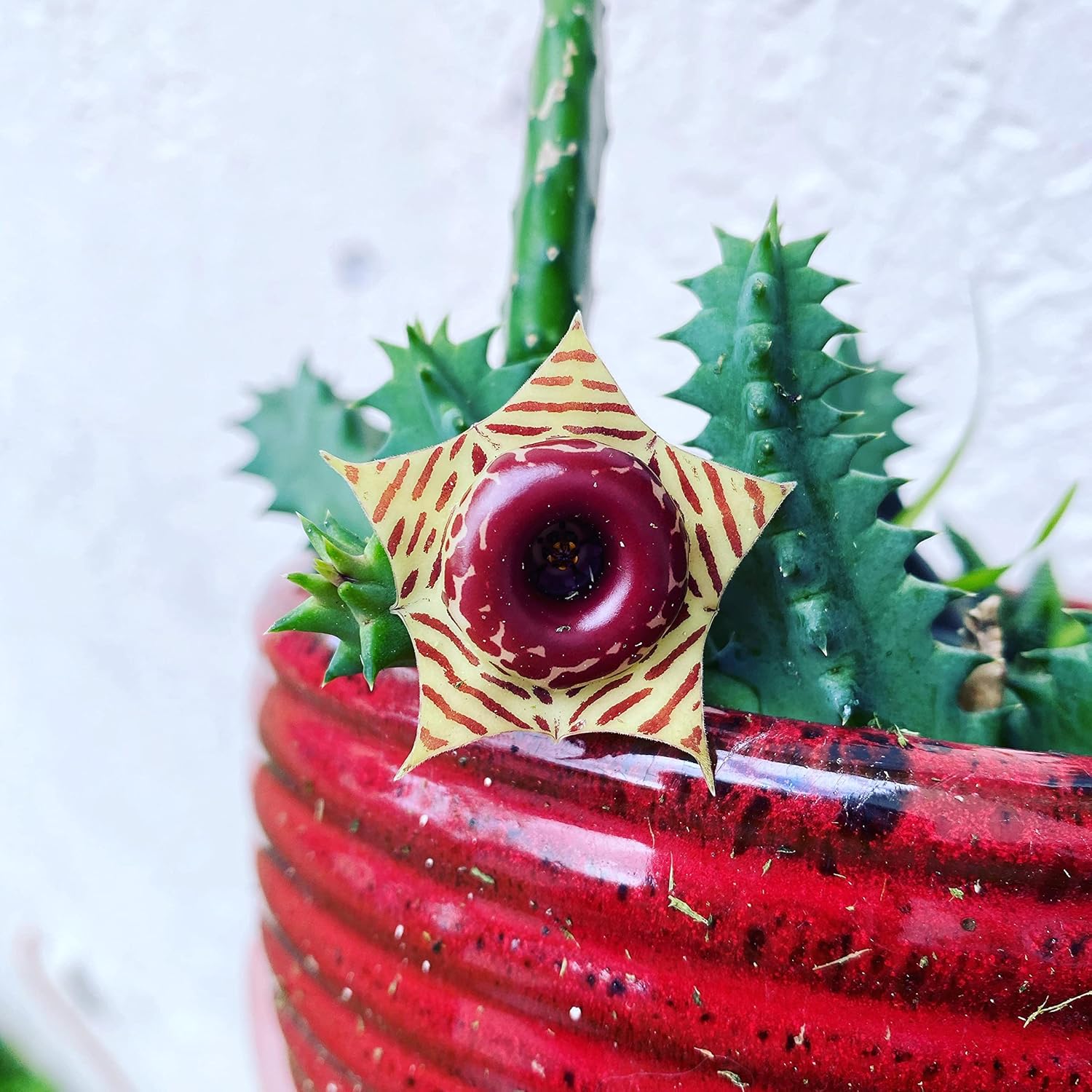 Lifesaver Cactus - Live Plant in a 4 Inch Pot - Huernia Zebrina - Extremely Rare Cactus Succulent from Florida