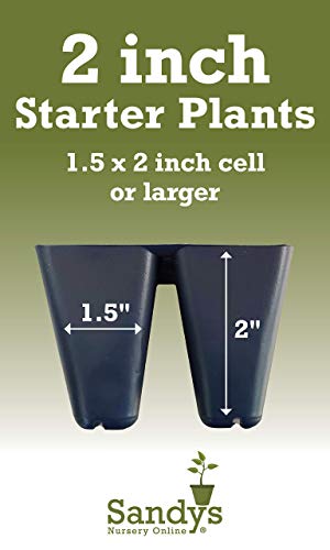 Nandina Dwarf Firepower domestica, Starter Plant, Lot of 2