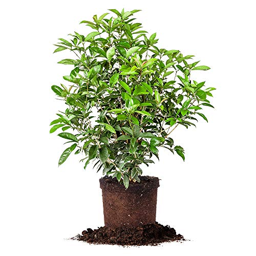 PERFECT PLANTS Tea Olive Live Plant, 3 Gallon, Green