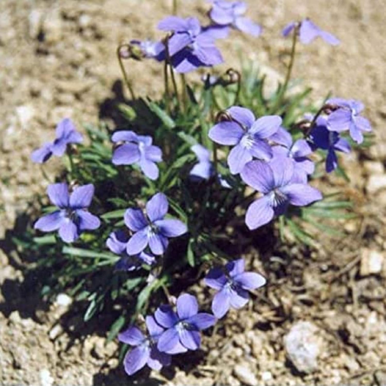 CHUXAY GARDEN Viola Pedatifida-Prairie Violet,Crow-Foot Violet,Larkspur Violet,Purple Prairie Violet,Coastal Violet 100 Seeds Hardy Attractive Deep Blue-Violet Flowers Showy Accent Plant
