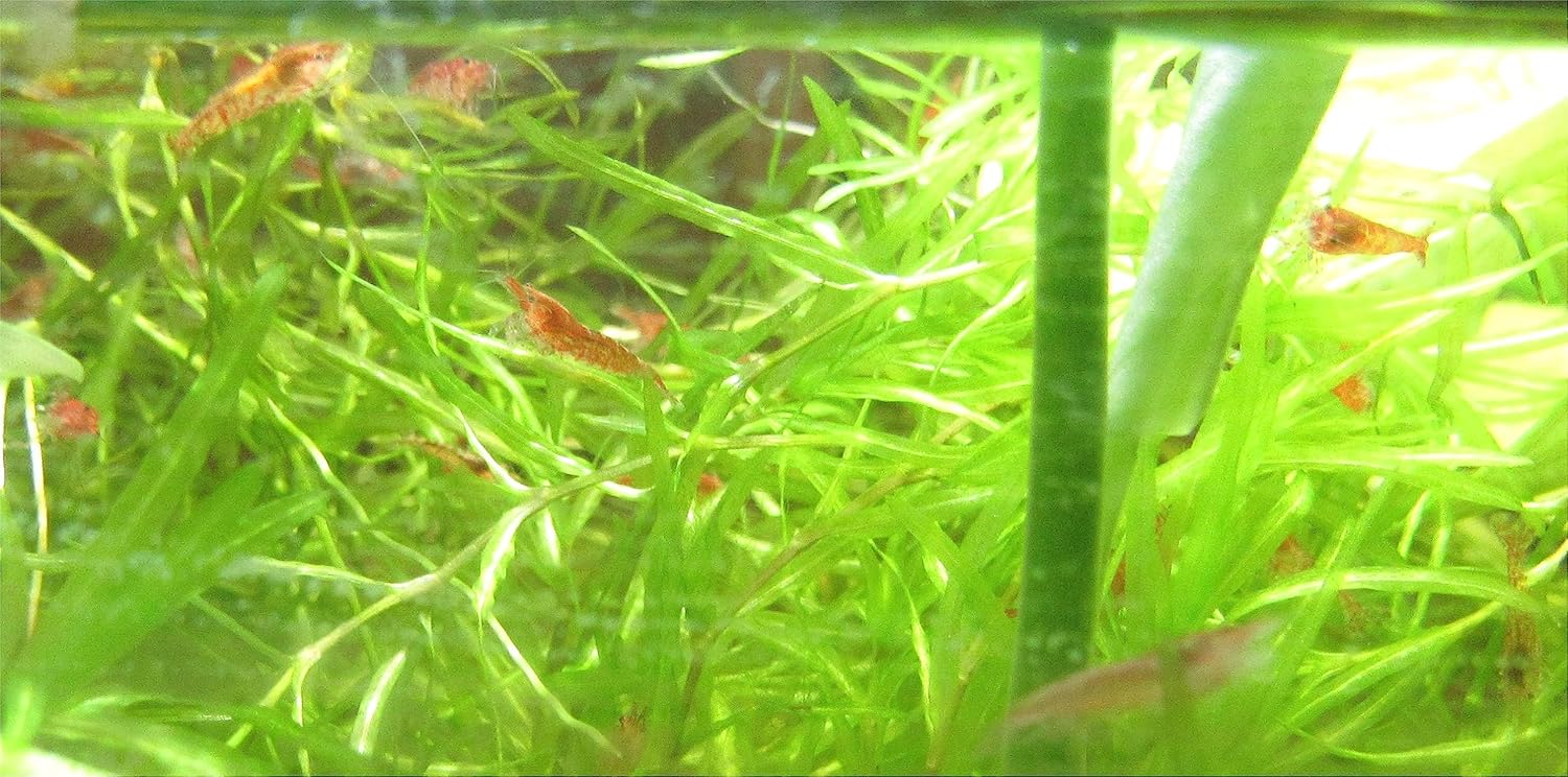 INSTANT SHRIMP COLONY: 12 RED CHERRY SHRIMP Sakura Grade Neocaridina Freshwater Aquarium Shrimp, Live Arrival Guarantee Ships with Feed & Guppy Grass