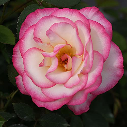Heirloom Roses Climbing Rose Plant - Handel Live Rose Bush, Live Roses Plant for Outdoor Planting