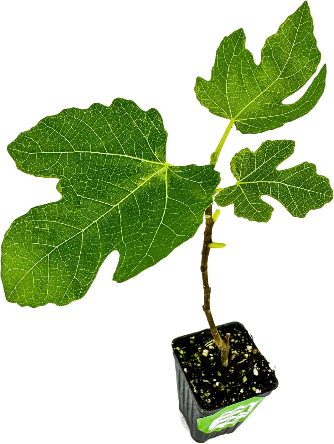 Brown Turkey Fig - Ficus carica by Wellspring Gardens - Sweet Bronze Fruit - Mediterranean Garden - Resilient Fruit Tree - Self-Pollinating Fig Tree - Ornamental Fruit Tree