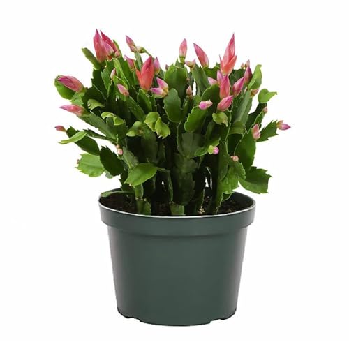 AMERICAN PLANT EXCHANGE Christmas Cactus, Live Indoor Houseplant, 6-Inch Pot, Stunning Flowering Plant for Home, Garden & Office, Pet Safe, Easy Care