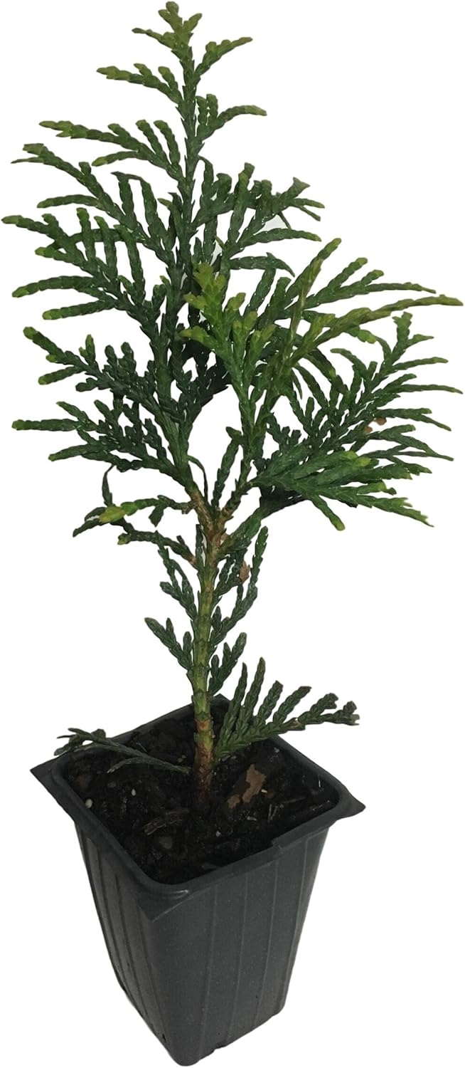20 Arborvitae Green Giant Thuja Plicata 2.5 inch pot 4-12 inches Tall (One plant Per pot)