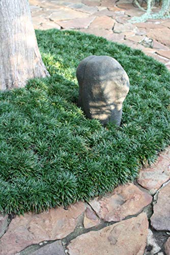 Dwarf Mondo Grass - 10 Live Plants - Shade Loving Evergreen Ground Cover Ophiopogon Japonicus Nanus
