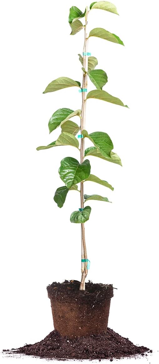 PERFECT PLANTS Hana Fuyu Persimmon Tree 4-5 Feet | Diospyros kaki Live Fruit Trees for Outdoor Planting | Sweet Orange Fruits for Fresh Eating | Beautiful Fall Colored Foliage