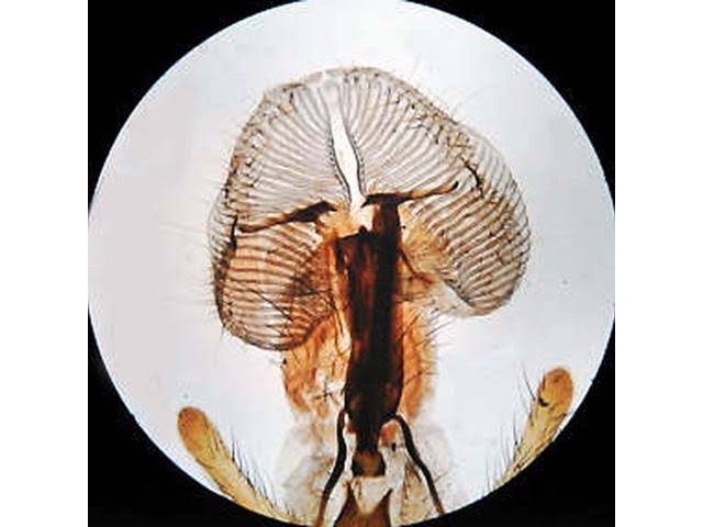 Amscope 40X-640X Metal Body Glass Lens Student Microscope with ABS Case u0026 25