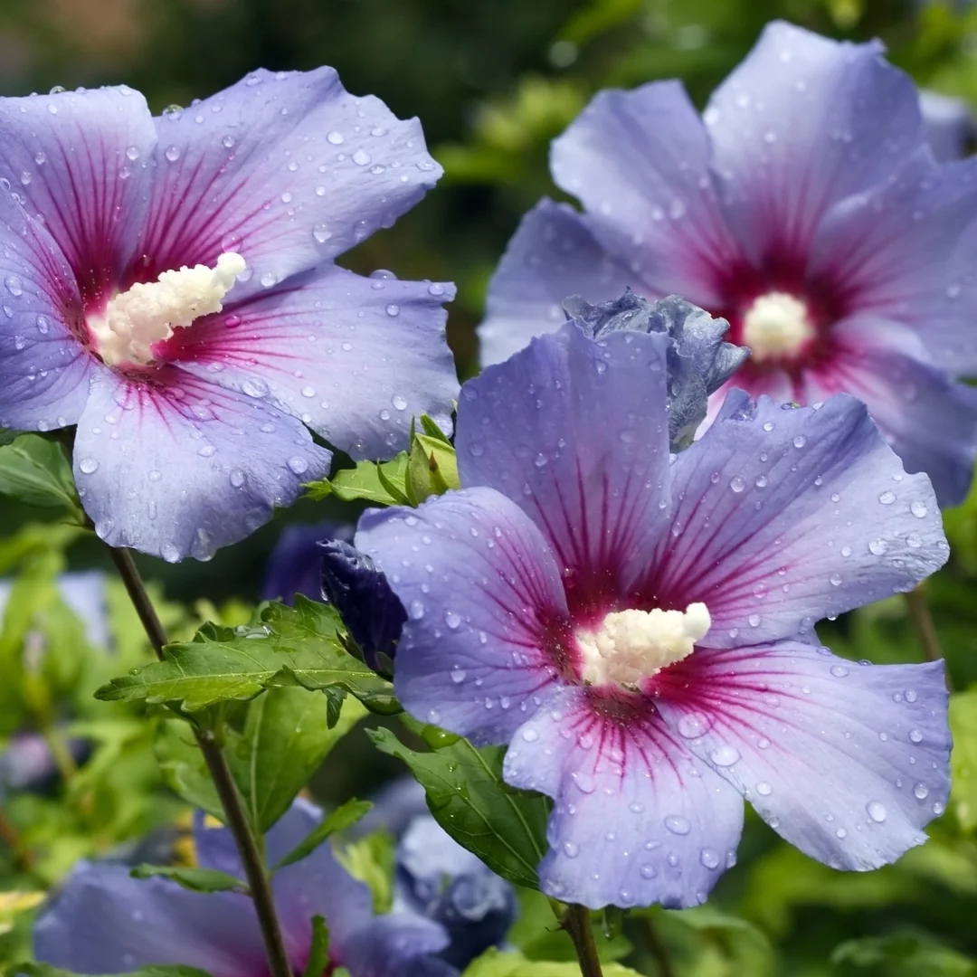 1G Hibiscus Bluebird in Grower Container -1 Piece