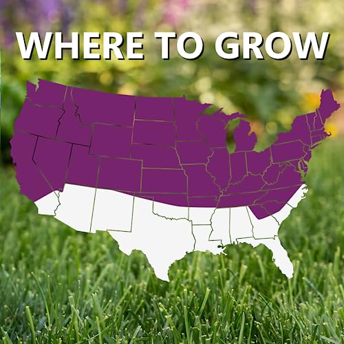 Jonathan Green (10980) Black Beauty Heavy Traffic Grass Seed - Cool Season Lawn Seed (25 lb)