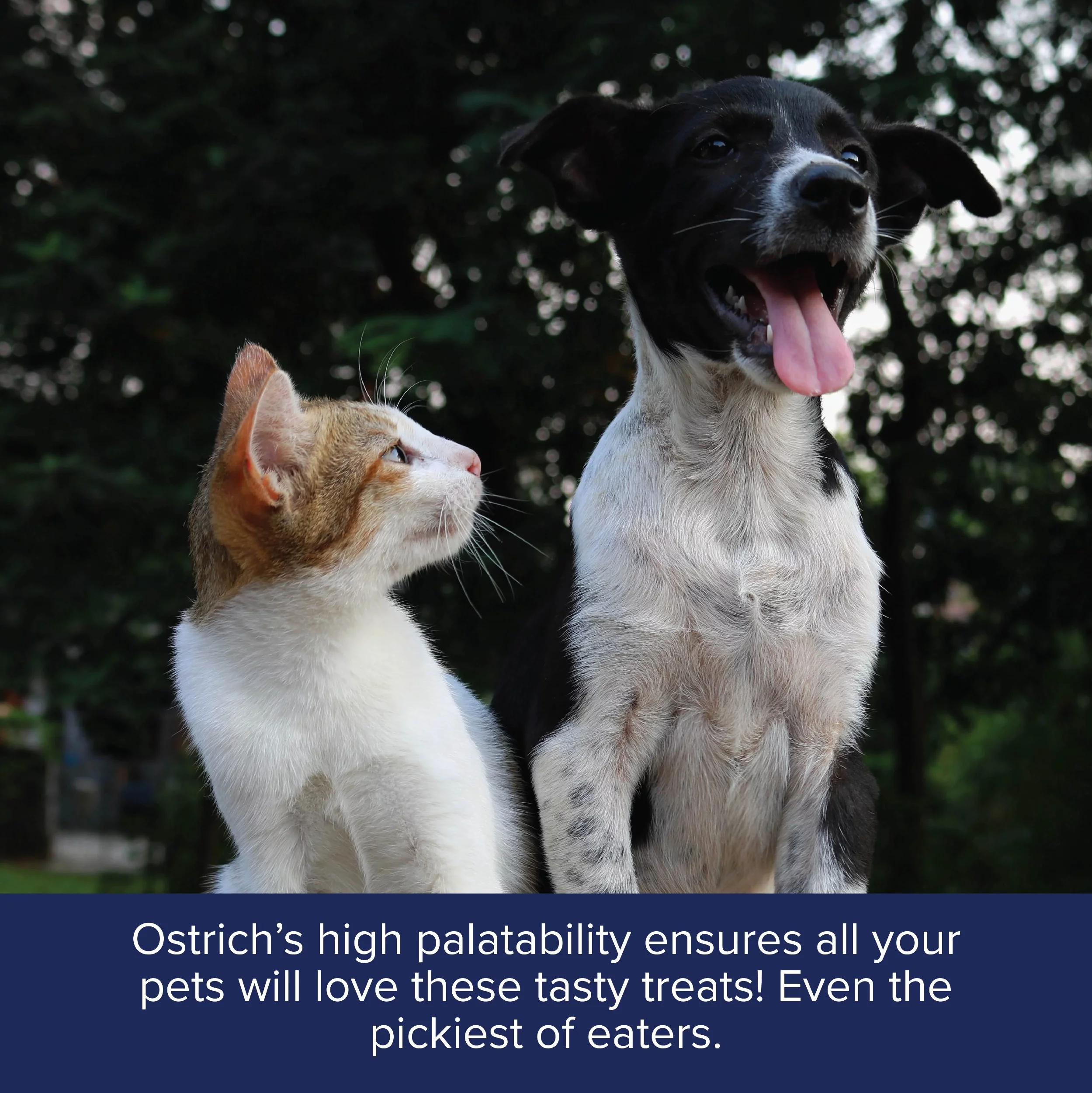 Freeze-Dried Steak Bites