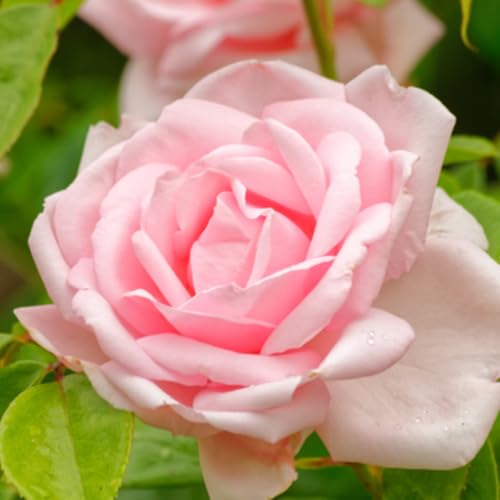 Climber Rose Plant Live - Climbing Rose - Come Bare Root with Soil, No Leaves, 5 to 7 Inches (Pink New Dawn)