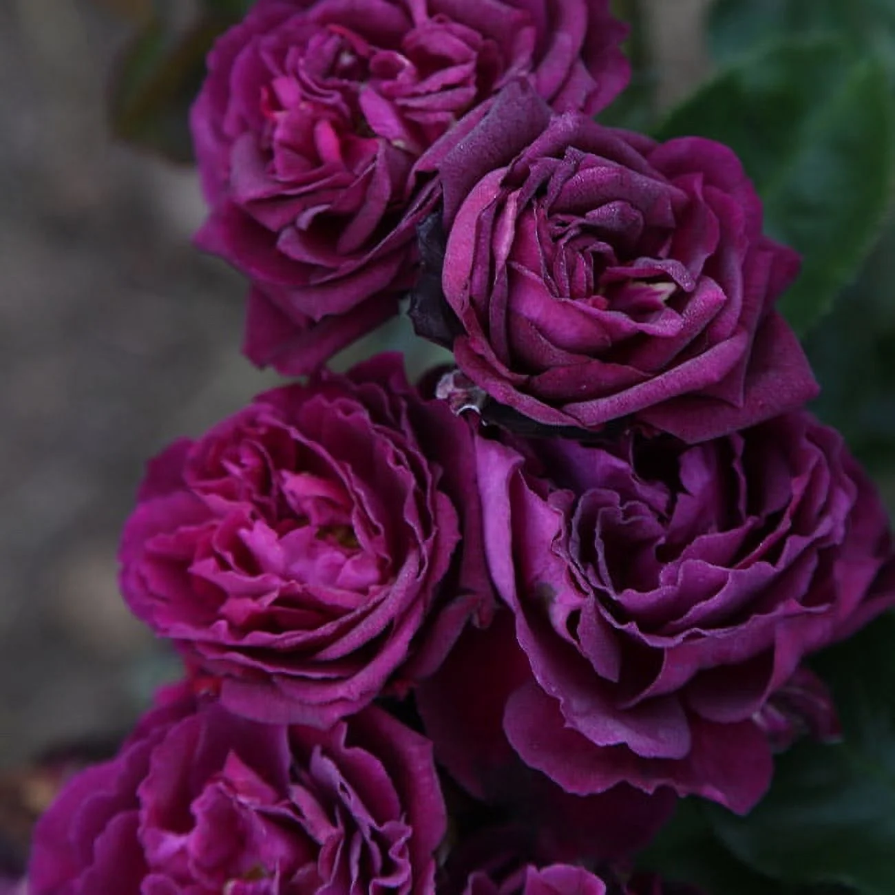 Heirloom Roses Purple Rose Plant - The Ebb Tide™ Floribunda Rose Bush , Live Fragrant Potted Rose Bush For Outdoors