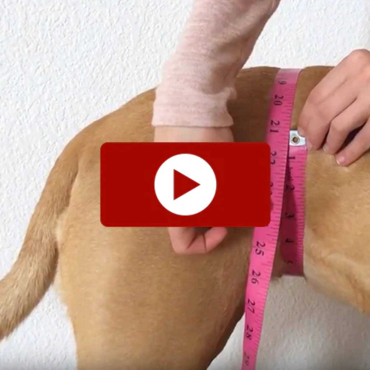 Walkabout Original Back End Harness - Pet Supplies online store