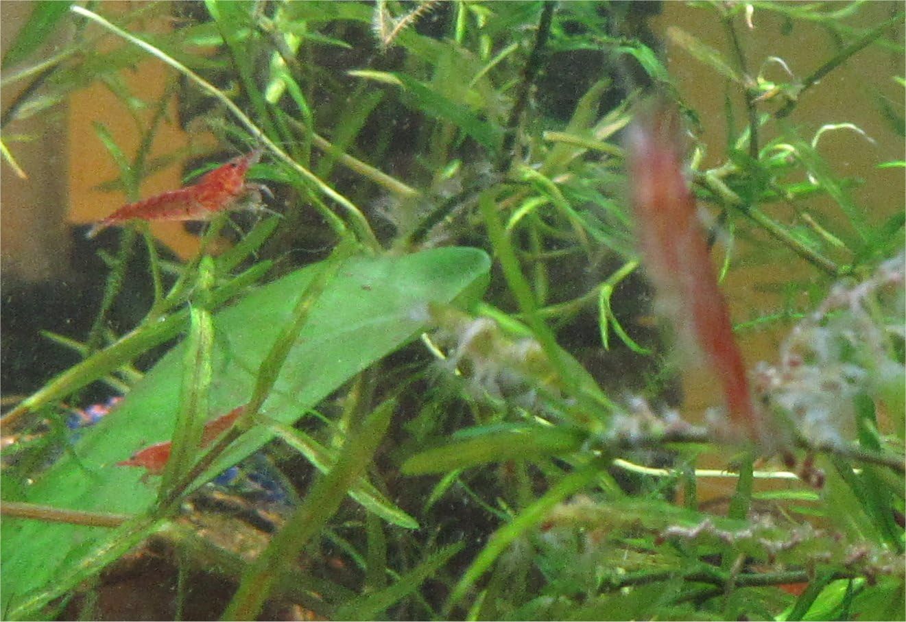INSTANT SHRIMP COLONY: 12 RED CHERRY SHRIMP Sakura Grade Neocaridina Freshwater Aquarium Shrimp, Live Arrival Guarantee Ships with Feed & Guppy Grass