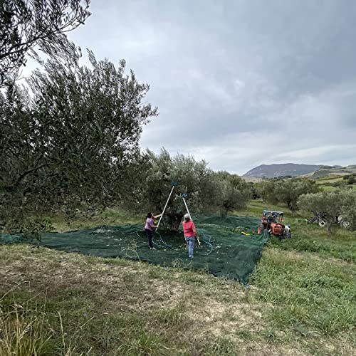 Oleum Comitis - Extra Virgin Olive Oil 100% Italian Cold Pressed - Made in Italy - 6 Bottles of 750 ml (25.4 fl oz)