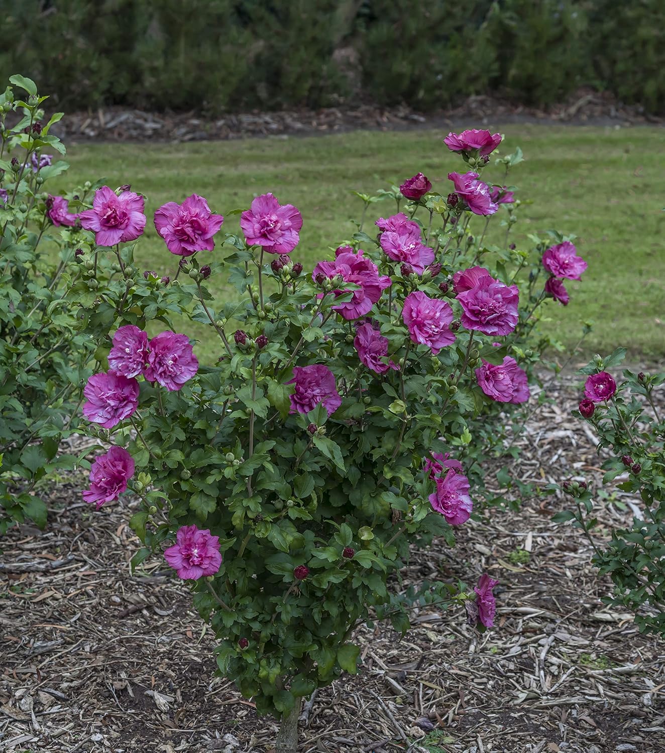 4.5 in. Quart Magenta Chiffon Rose of Sharon (Hibiscus) Live Plant, Purple Flowers