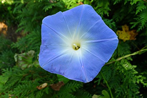 Morning Glory Heavenly Blue Flower UNTREATED Ipomoea Tricolor Seeds by Seed Kingdom