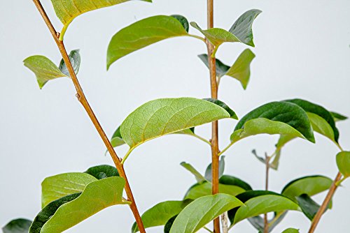 Perfect Plants Fuyu Asian Persimmon Tree, Live Plant (3-4 ft.)