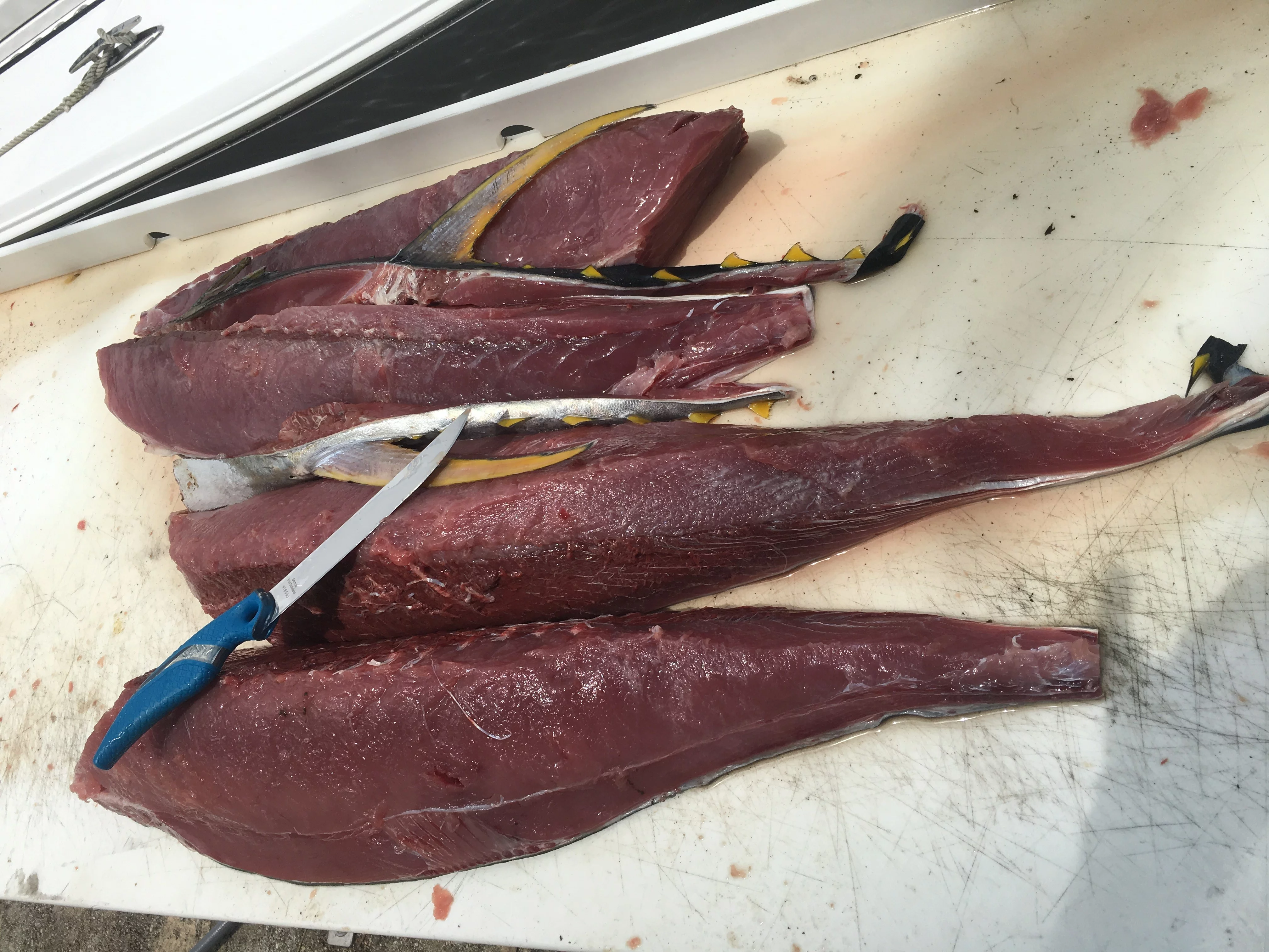 Cuda Titanium Bonded Wide Fish Fillet Knife, 7