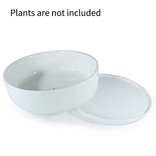 SQOWL 8 inch White Round Ceramic Succulent Planter Pot Modern Flower Cactus herb Big Planter with Removable Saucer Indoor or Outdoor