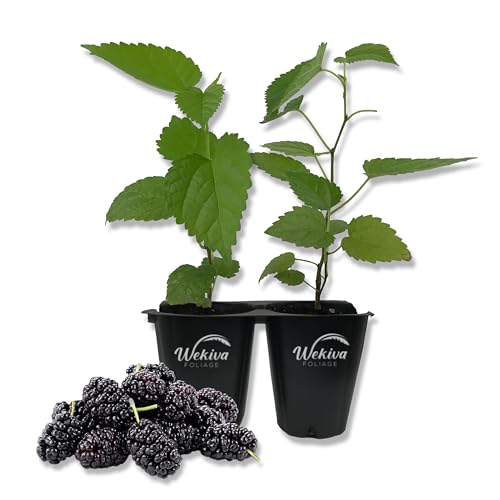 Dwarf Everbearing Mulberry Tree - 2 Live Tissue Culture Starter Plants - Edible Fruit Tree for The Patio and Garden