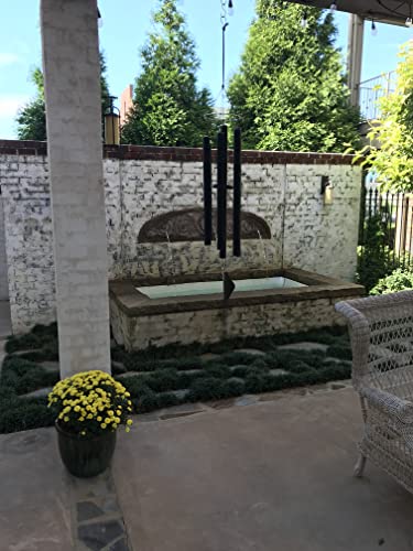 Dwarf Mondo Grass - 54 Live Plants - Shade Loving Evergreen Ground Cover