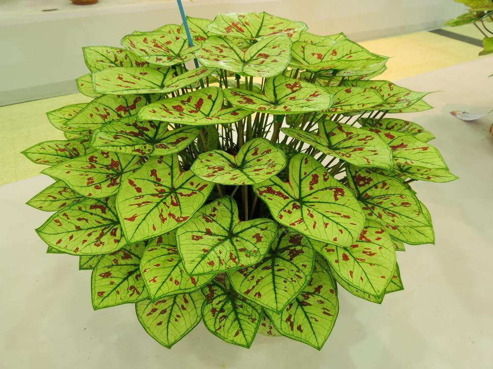 3 Cranberry Star Caladium Bulbs for Planting - Perennial Hosta, Elephant Ears, Fancy (3 Bulbs)