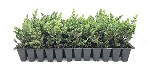 Juniper Blue Pacific - 30 Live Plants - Drought Tolerant Cold Hardy Evergreen Ground Cover