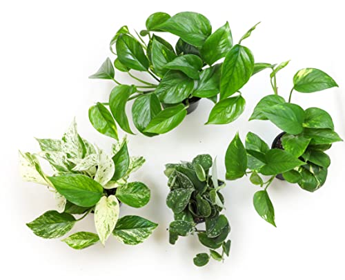 Altman Plants, Live Pothos Plants (4PK) Indoor Plants Live Houseplants, Pothos Live Plant House Plants Indoors Live Plants, Money Plant Indoor Pothos Plant Decor, Devils Ivy Trailing Plants Live