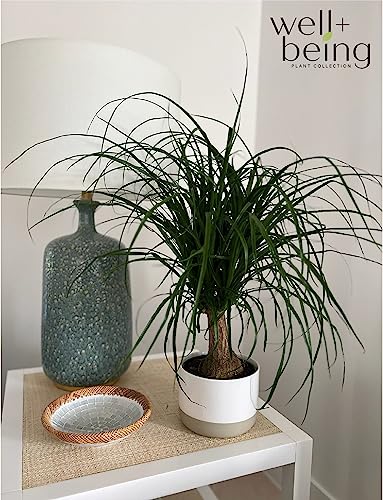 Nature's Way Farms Ponytail Palm Live Houseplant (8-15 inches Tall) in growers pot