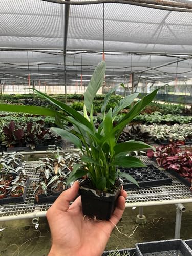 Spathiphyllum 'Peace Lily' 4