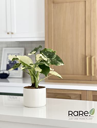 Nature's Way Farms, Alocasia Dawn Variegated, Rare Plant Collection, Live Plant (18-24 in. Tall) in Grower Pot