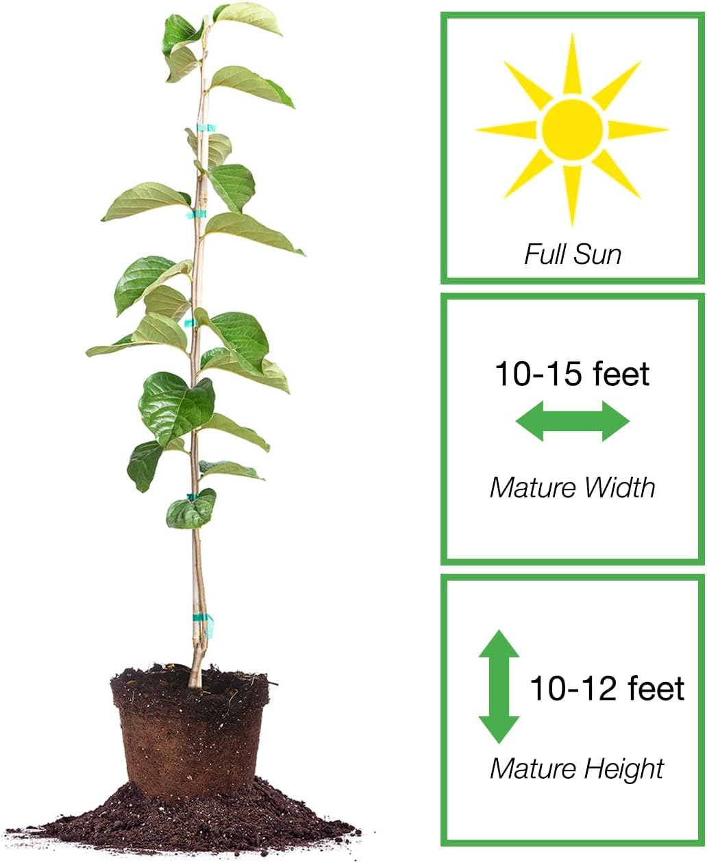 PERFECT PLANTS Hana Fuyu Persimmon Tree 4-5 Feet | Diospyros kaki Live Fruit Trees for Outdoor Planting | Sweet Orange Fruits for Fresh Eating | Beautiful Fall Colored Foliage