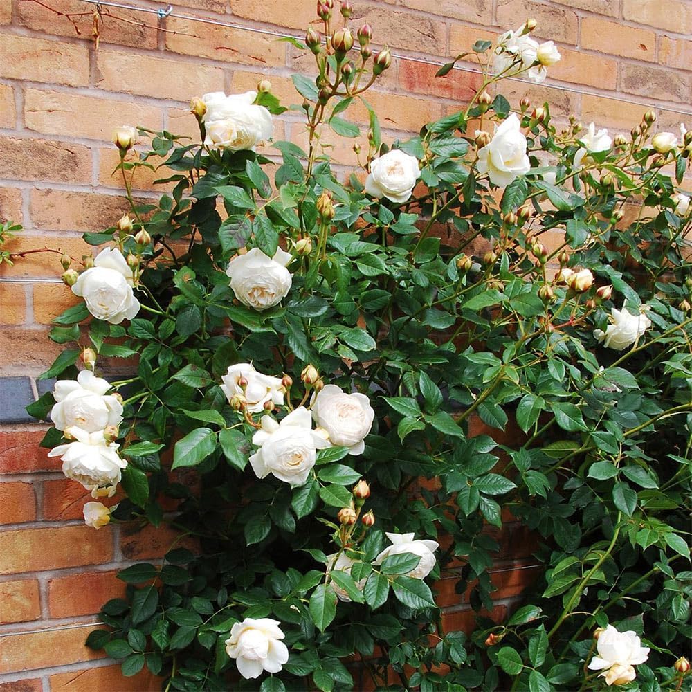 Heirloom Roses David Austin Rose Plant - Claire Austin White Rose Bush, Live Rose Plant for Planting Outdoors