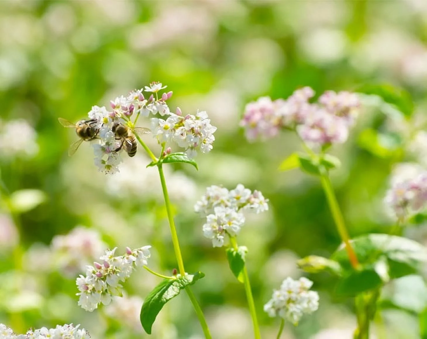 Organic Buckwheat Kasha, 4 Pounds — Non-GMO, Kosher, Vegan — by Food to Live