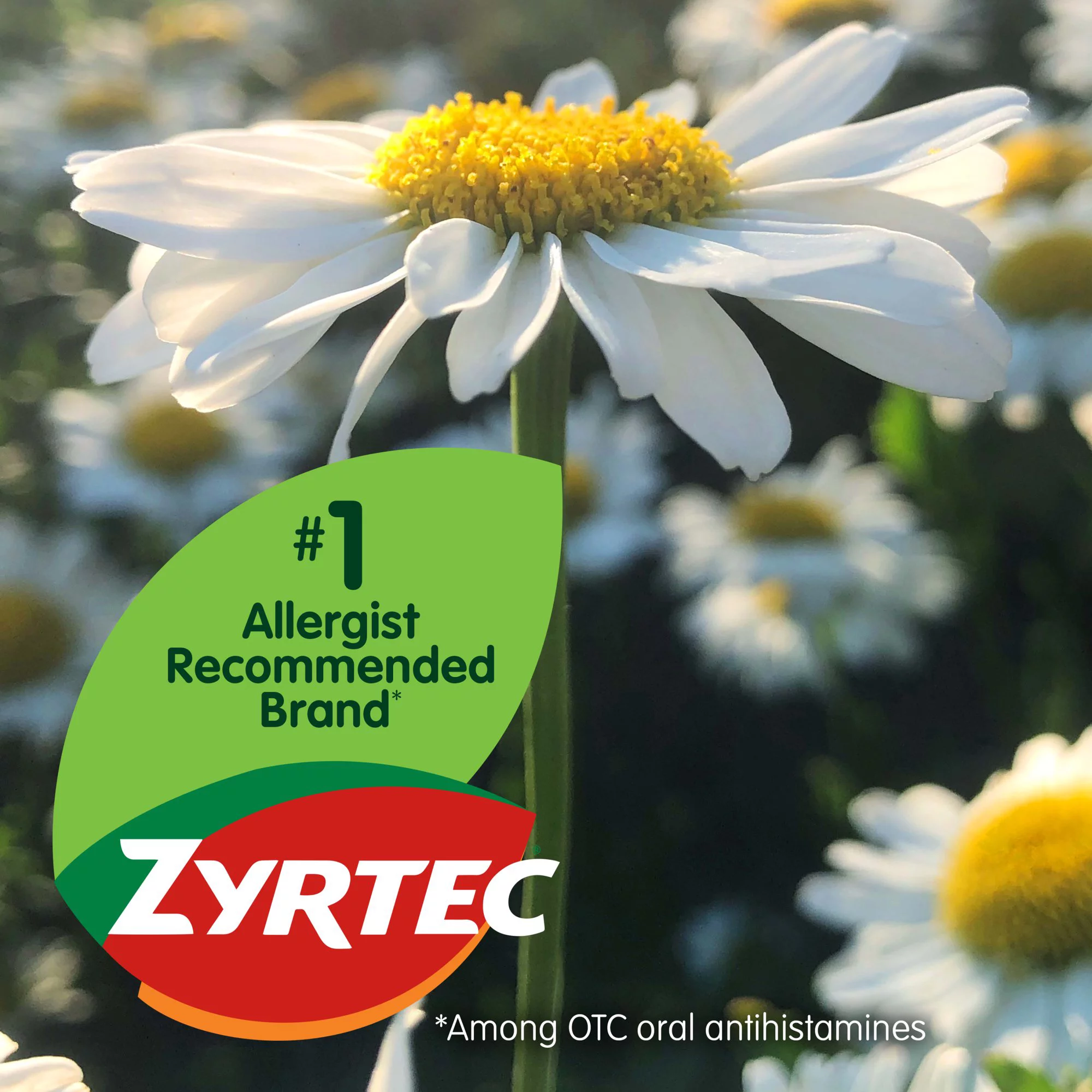 Zyrtec 24 Hour Allergy Relief Tablets, 30+10 Ct *EN