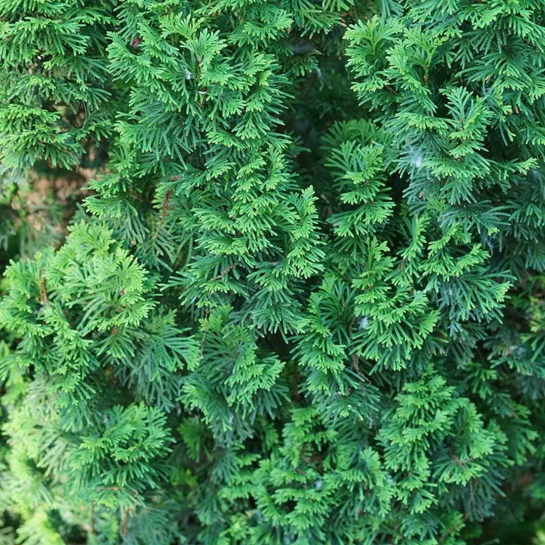 1 Gallon, Sting™ Arborvitae (Thuja), Live Plant, Shrub, Green Foliage