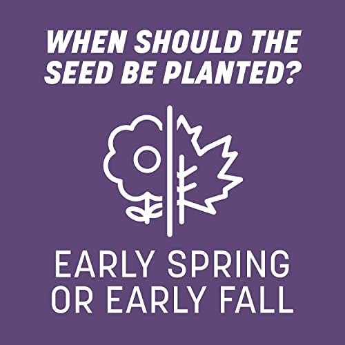 Pennington Smart Seed Dense Shade Grass Mix Bag 7 lb