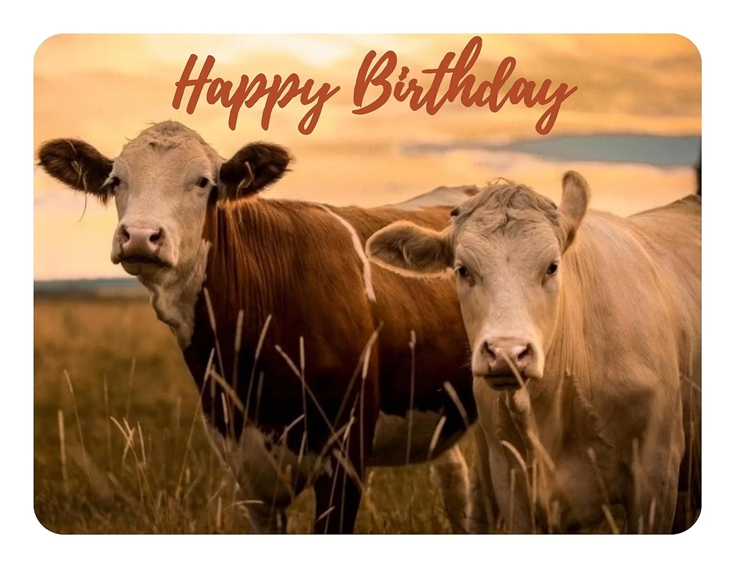 Cows Birthday Edible Image For Quarter Sheet Cake!