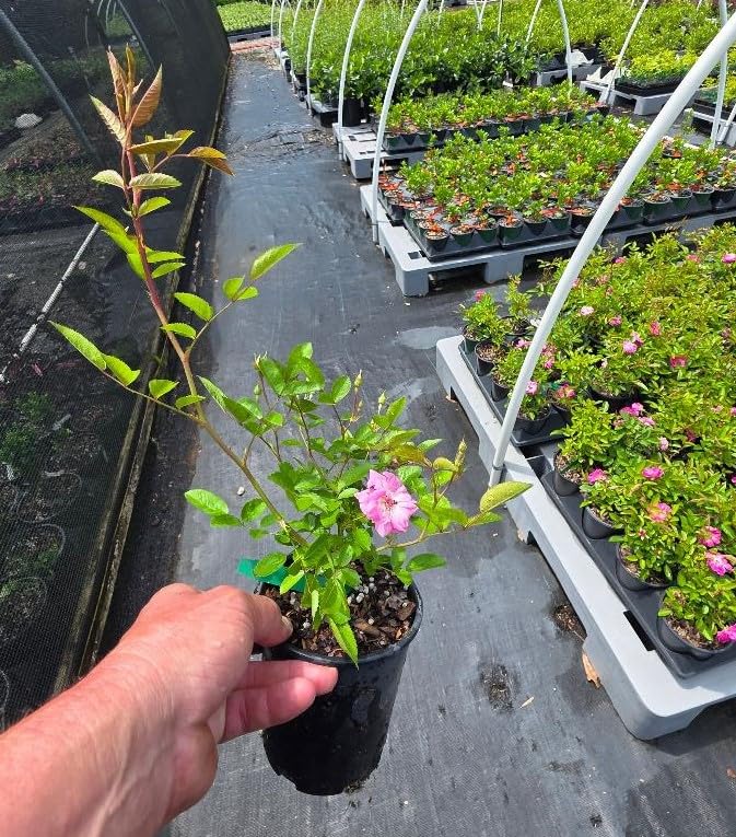 Peggy Martin Climbing Rose - Live Plant - (1 QT)