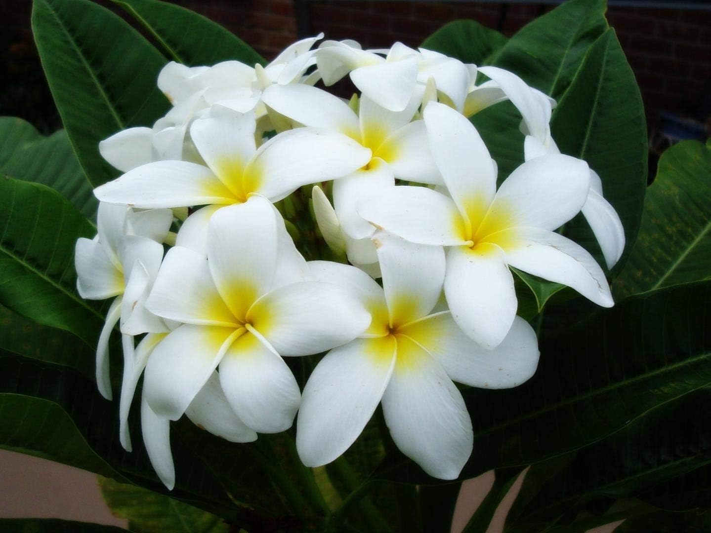 4 Live Tropical Mixed Hawaiian Plumeria Plant Cuttings 10 Inch Each - Discount Hawaiiangifts