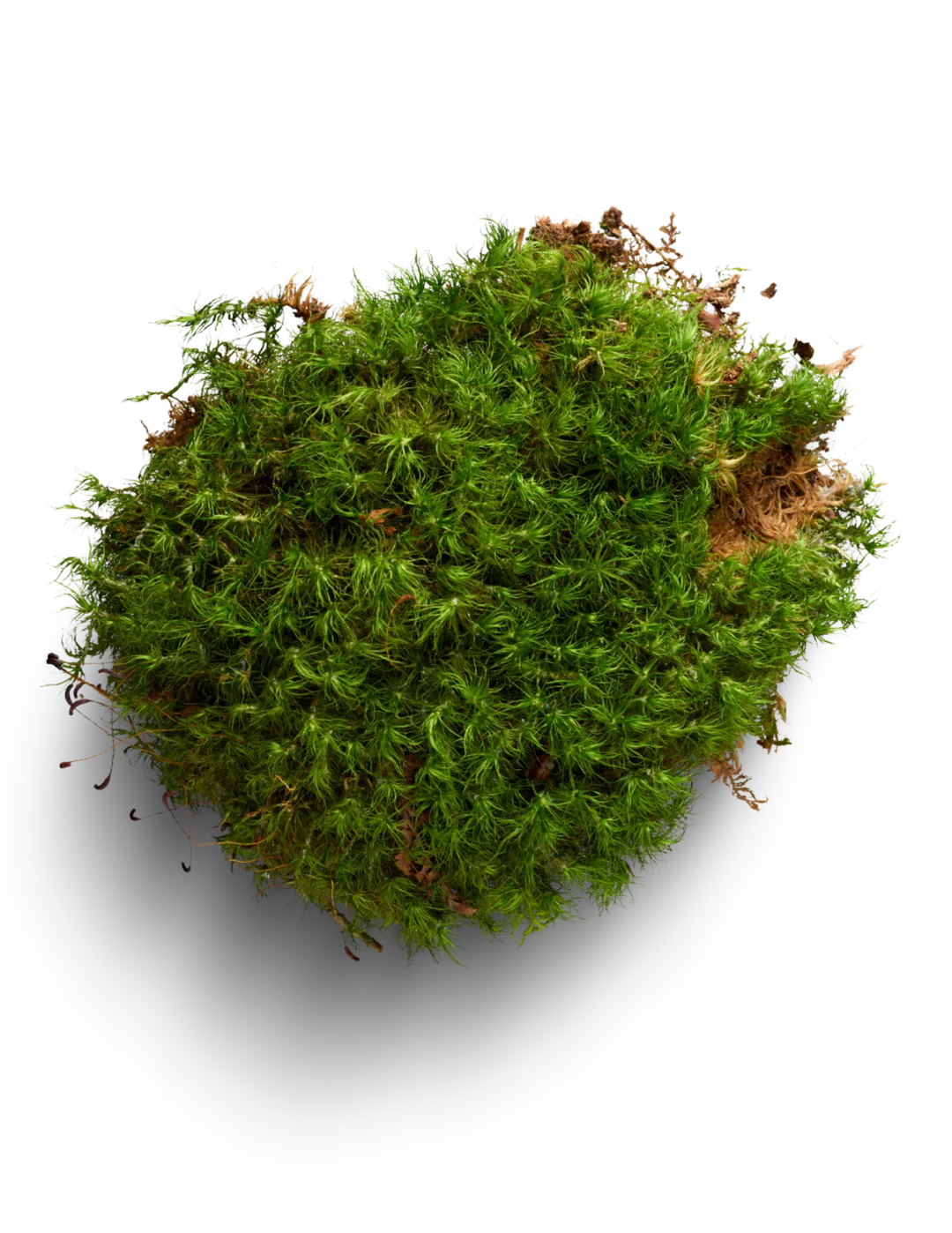 Rock Cap Moss - Dicranum scoparium (Mood Moss)