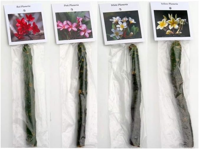 4 Live Tropical Mixed Hawaiian Plumeria Plant Cuttings 10 Inch Each - Discount Hawaiiangifts