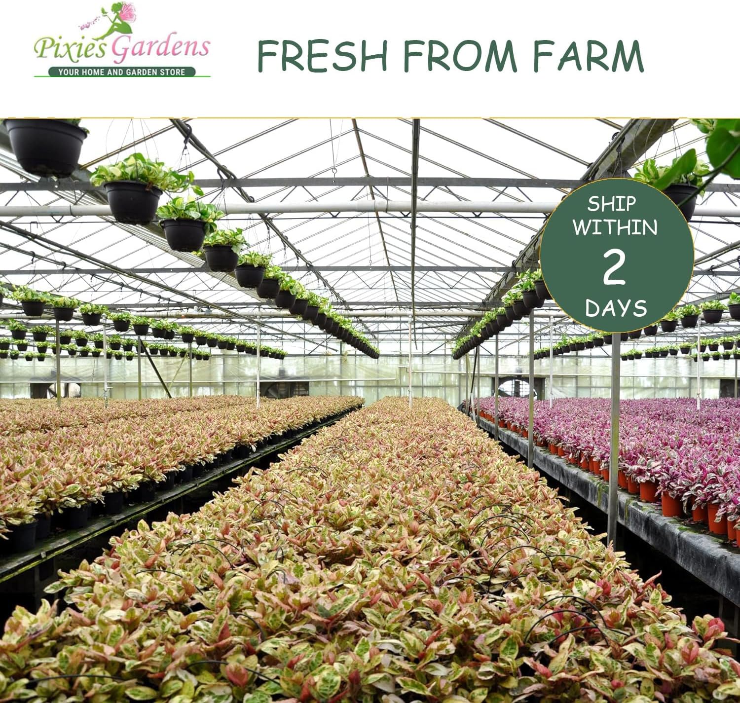 Pixies Gardens Nandina Firepower 2 Gallon