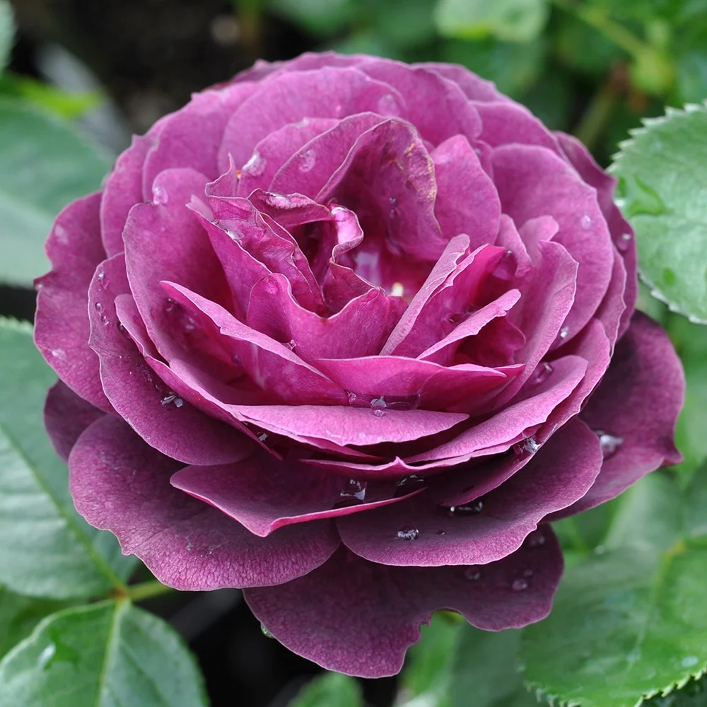 Heirloom Roses Purple Rose Plant - The Ebb Tide™ Floribunda Rose Bush , Live Fragrant Potted Rose Bush For Outdoors