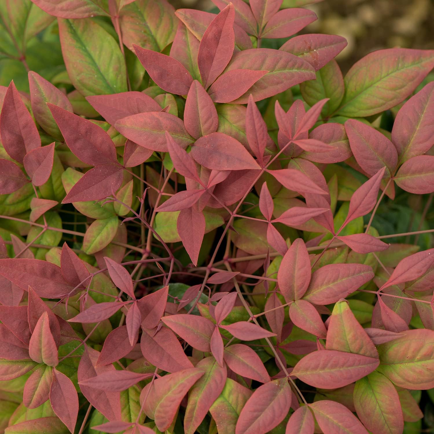 Blush Pink Nandina (2.5 Qt) - Southern Living Plant Collection - Evergeen Shrub with Rosy Hues - Full Sun Live Plant