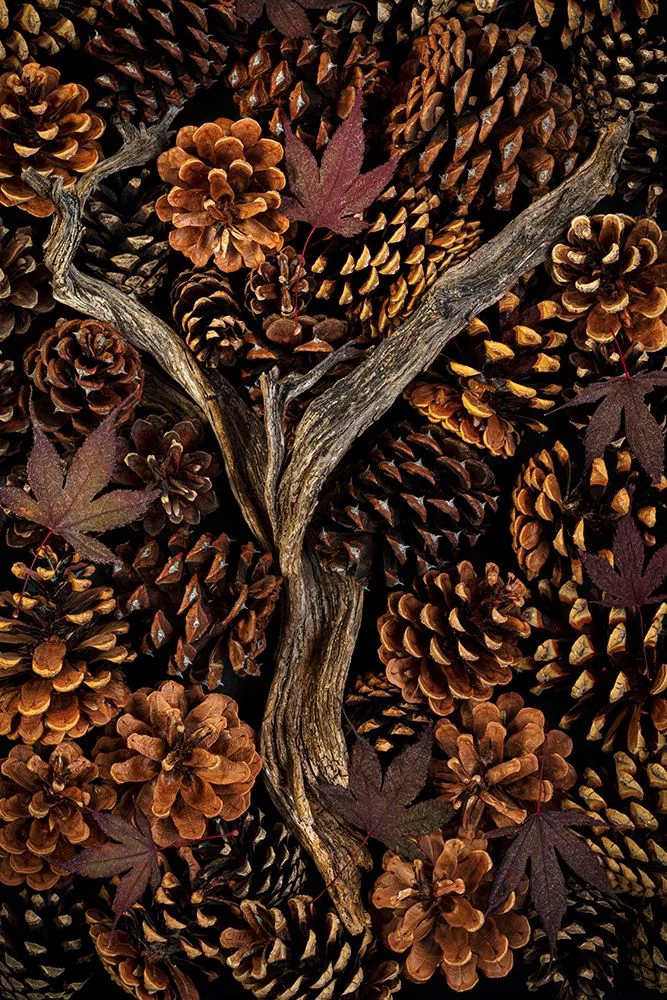 Jaynes Gallery 23x32 Black Ornate Wood Framed with Double Matting Museum Art Print Titled - Washington State-Seabeck Pine cones and fall leaves