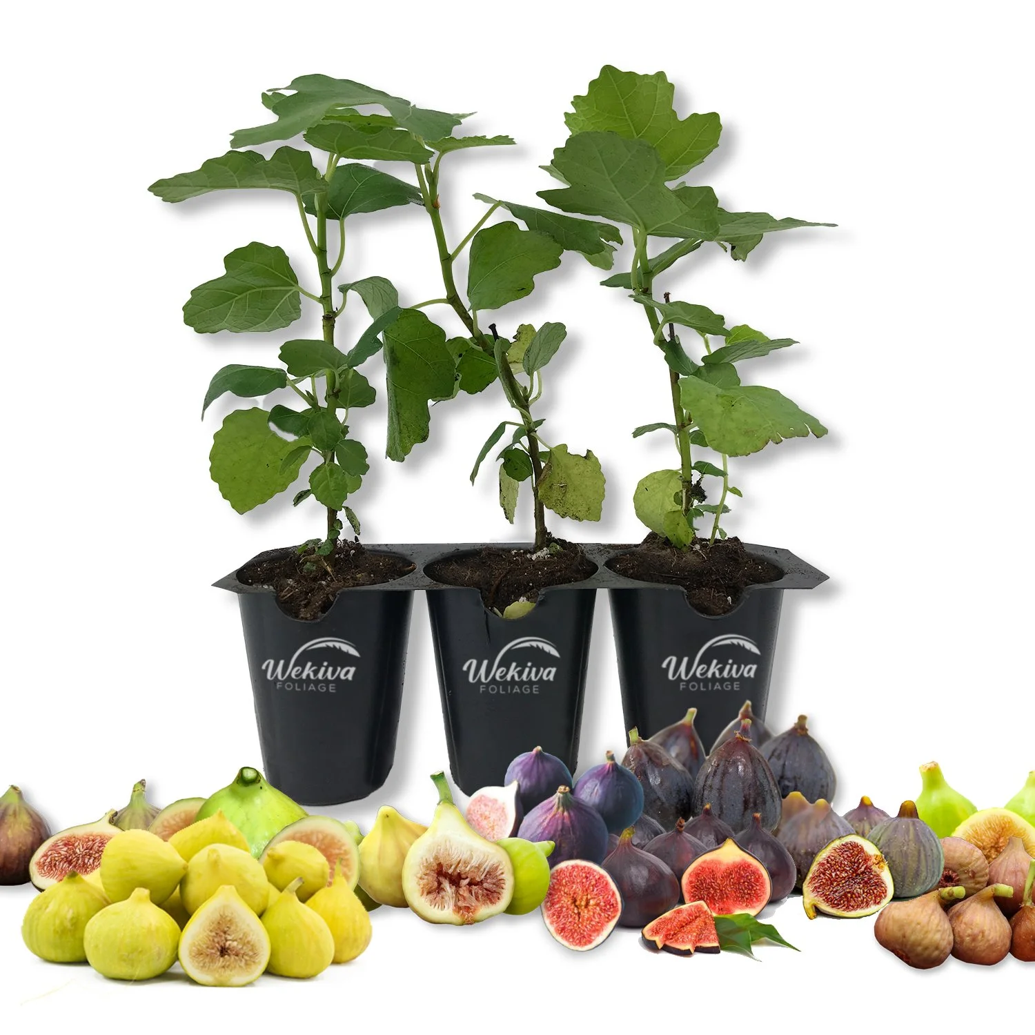 Fig Tree Variety Pack - 3 Live Tissue Culture Starter Plants - Ficus Carica - Edible Fruit Tree for The Patio and Garden