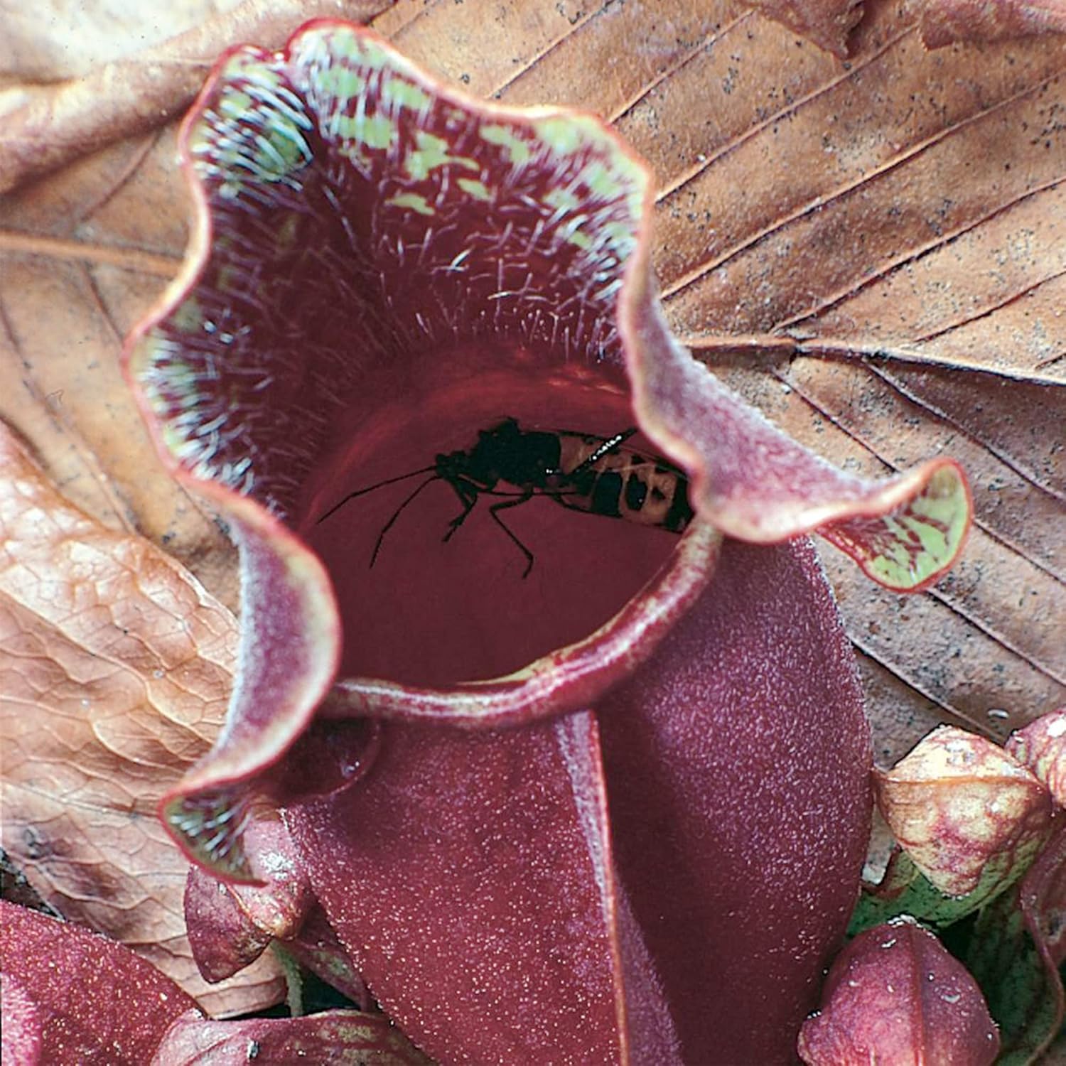 QAUZUY GARDEN Rare Purple Northern Pitcher Plant Seeds 30 Sarracenia Purpurea Seed, Turtle Socks - Tropical Exotic Carnivorous Plant for Home Garden - Easy to Grow